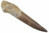 Fossil Plesiosaur (Zarafasaura) Tooth - Morocco #215848-1